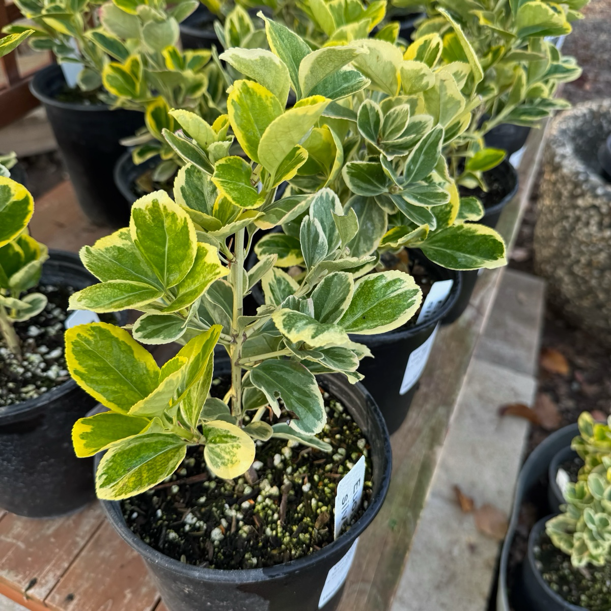 银皇后冬青矛卫 Silver Queen Euonymus