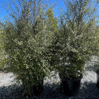 银光海桐 Silver Sheen Kohuhu