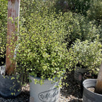 银光海桐 Silver Sheen Kohuhu