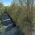 银光海桐 Silver Sheen Kohuhu