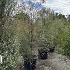  银光海桐 Silver Sheen Kohuhu