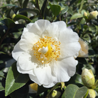 银色海浪山茶花 Silver Waves Camellia