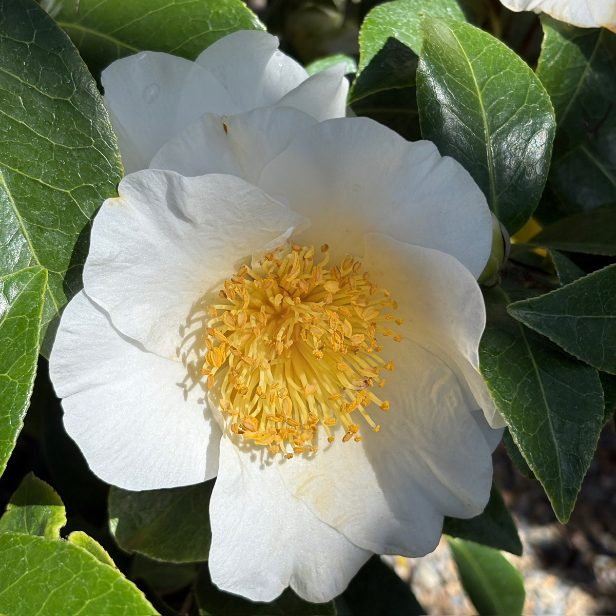 银色海浪山茶花 Silver Waves Camellia