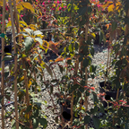地锦 Silvervein Creeper