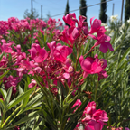 夹竹桃 Single Pink Oleander