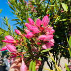 夹竹桃 Single Pink Oleander