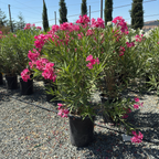 夹竹桃 Single Pink Oleander