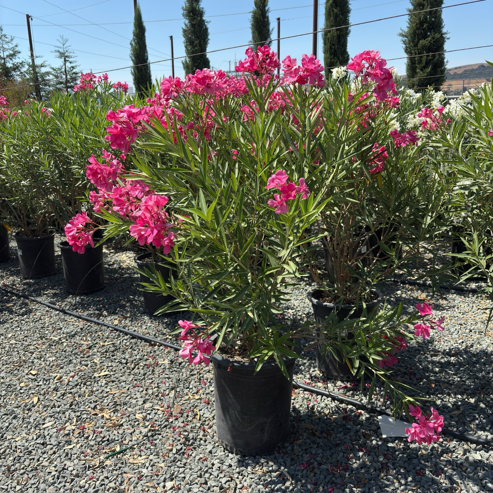 夹竹桃 Single Pink Oleander