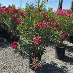 夹竹桃 Single Red Oleander