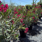 夹竹桃 Single Red Oleander