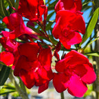 夹竹桃 Single Red Oleander