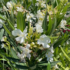 夹竹桃 Sister Agnes Oleander