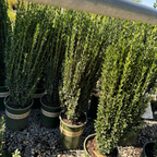 直立冬青 Sky Pencil Holly