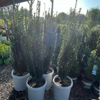 直立冬青 Sky Pencil Holly