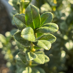 直立冬青 Sky Pencil Holly