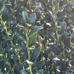 直立冬青 Sky Pencil Holly