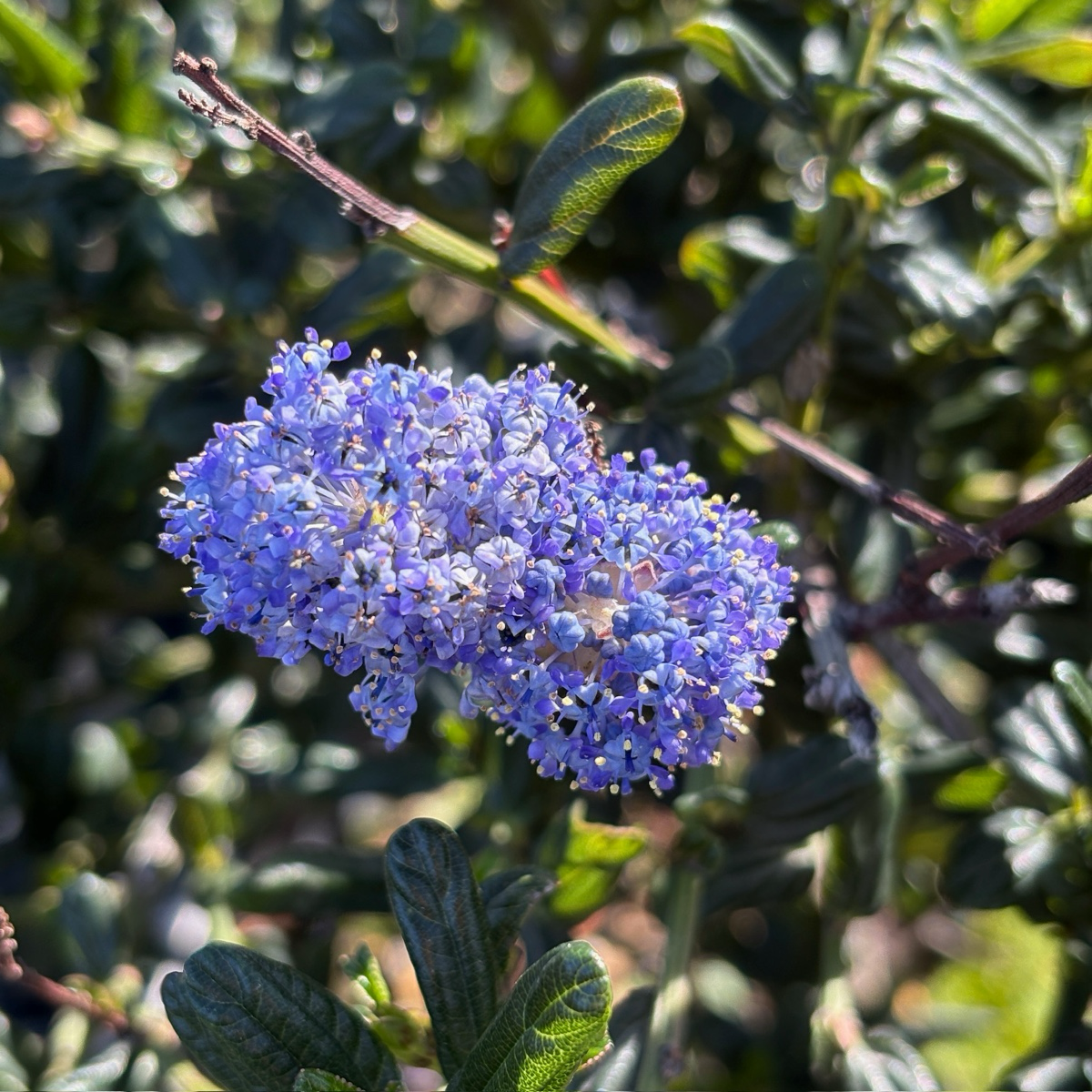 聚花美洲茶  Skylark California Lilac