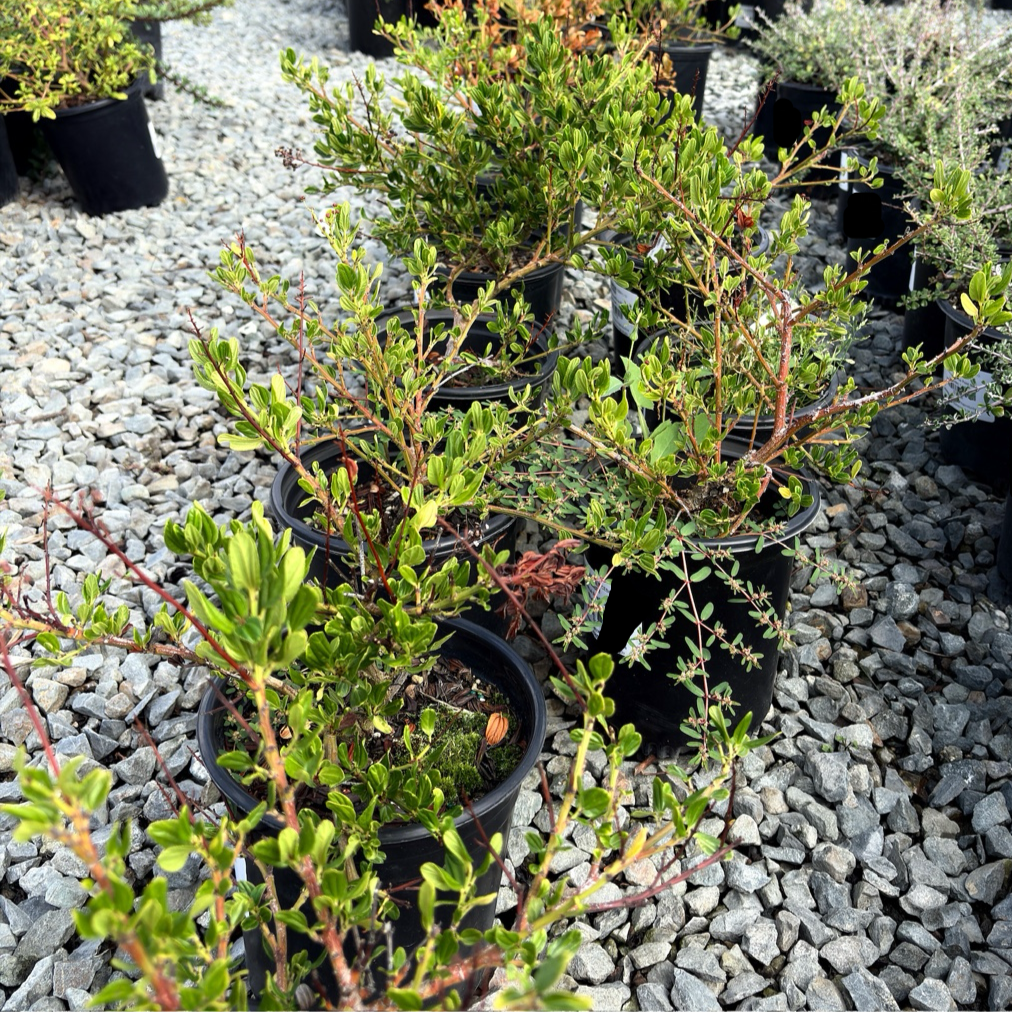 聚花美洲茶  Skylark California Lilac