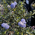 聚花美洲茶  Skylark California Lilac