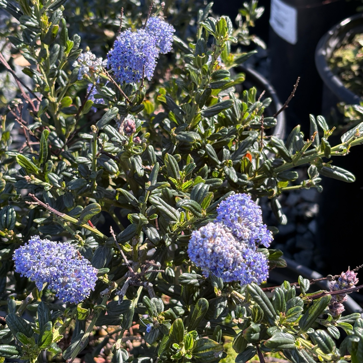 聚花美洲茶  Skylark California Lilac