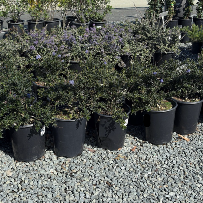 聚花美洲茶  Skylark California Lilac