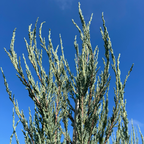 圆柏 Skyrocket Juniper