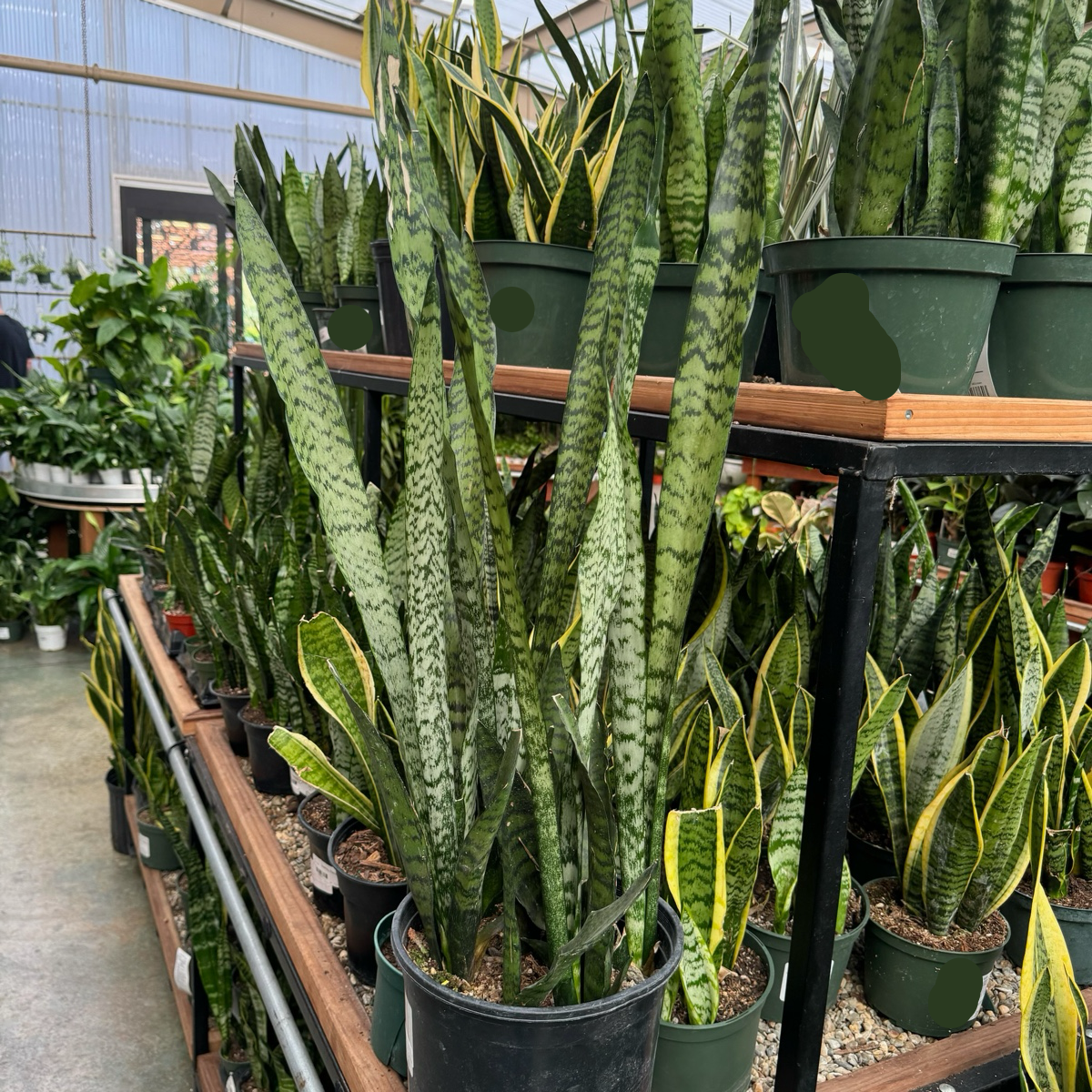 银脉虎皮兰 Snake Plant