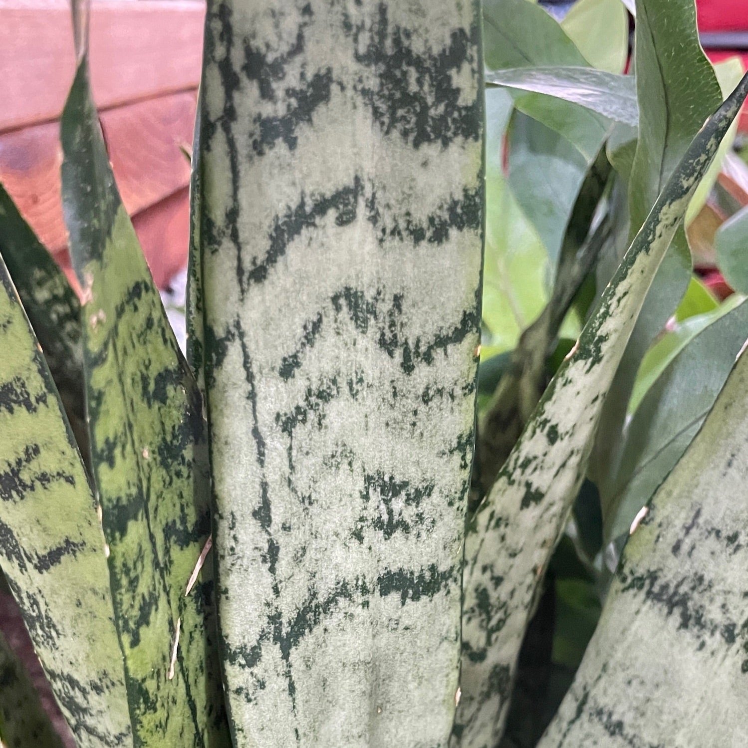 银脉虎皮兰 Snake Plant