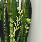 银脉虎皮兰 Snake Plant