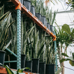 银脉虎皮兰 Snake Plant