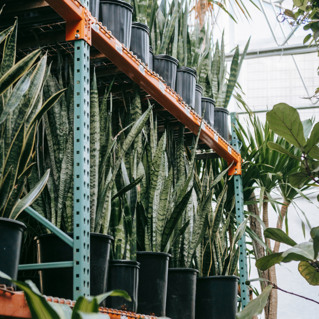 银脉虎皮兰 Snake Plant