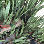 银脉虎皮兰 Snake Plant