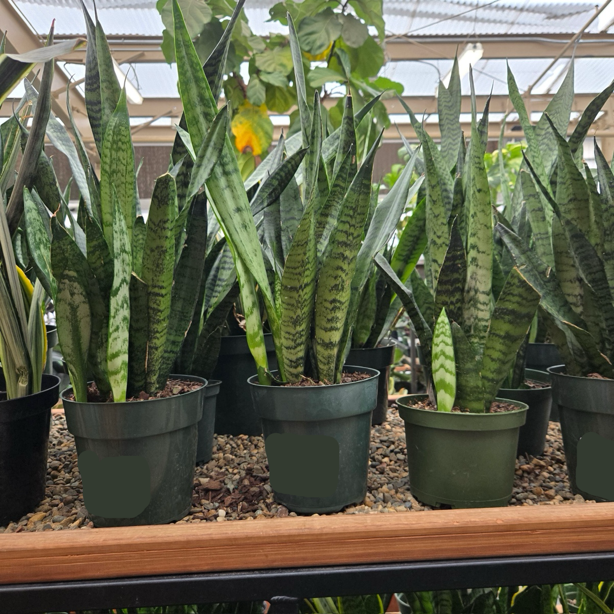 银脉虎皮兰 Snake Plant