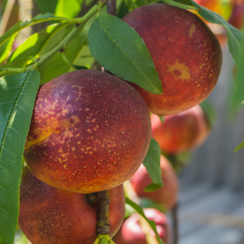 Nectarine Tree – Snow Queen Peach