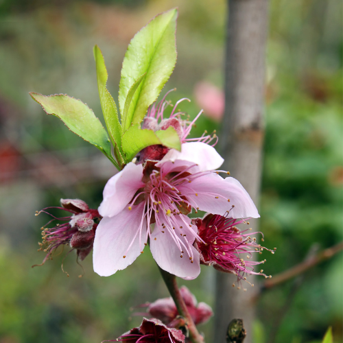 Nectarine Tree – Snow Queen Peach