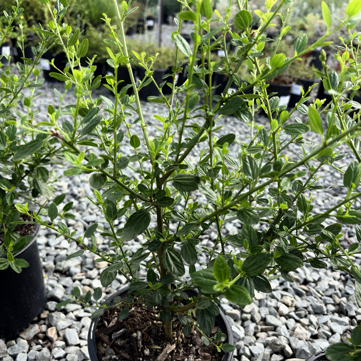 聚花美洲茶 Snow Flurry California Lilac