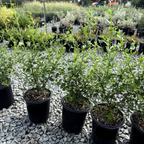 聚花美洲茶 Snow Flurry California Lilac