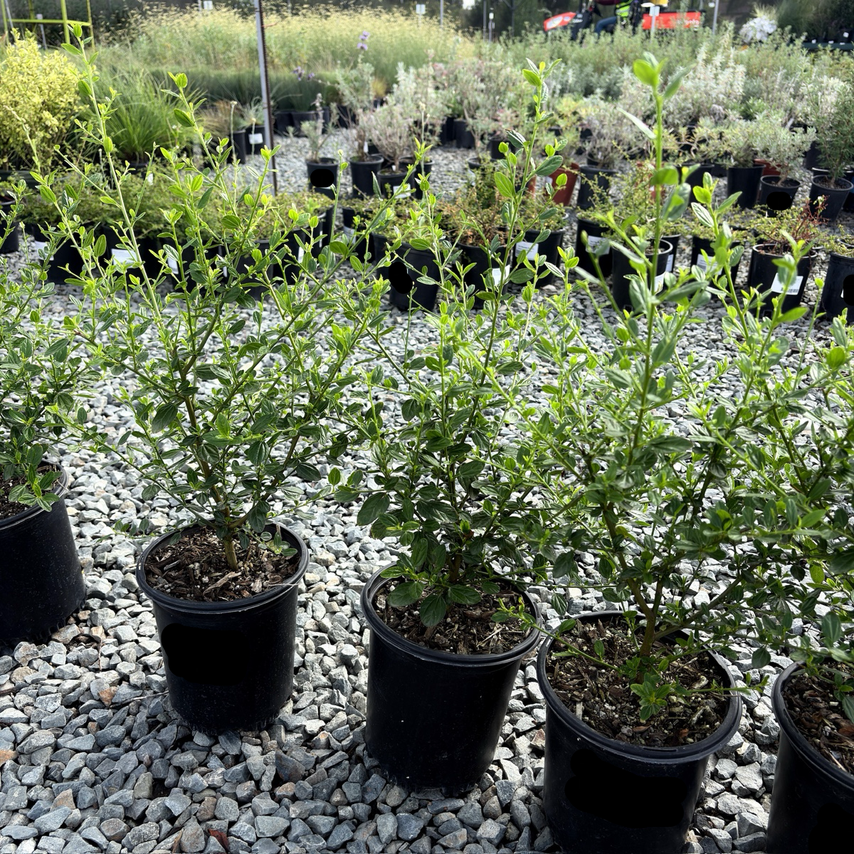聚花美洲茶 Snow Flurry California Lilac