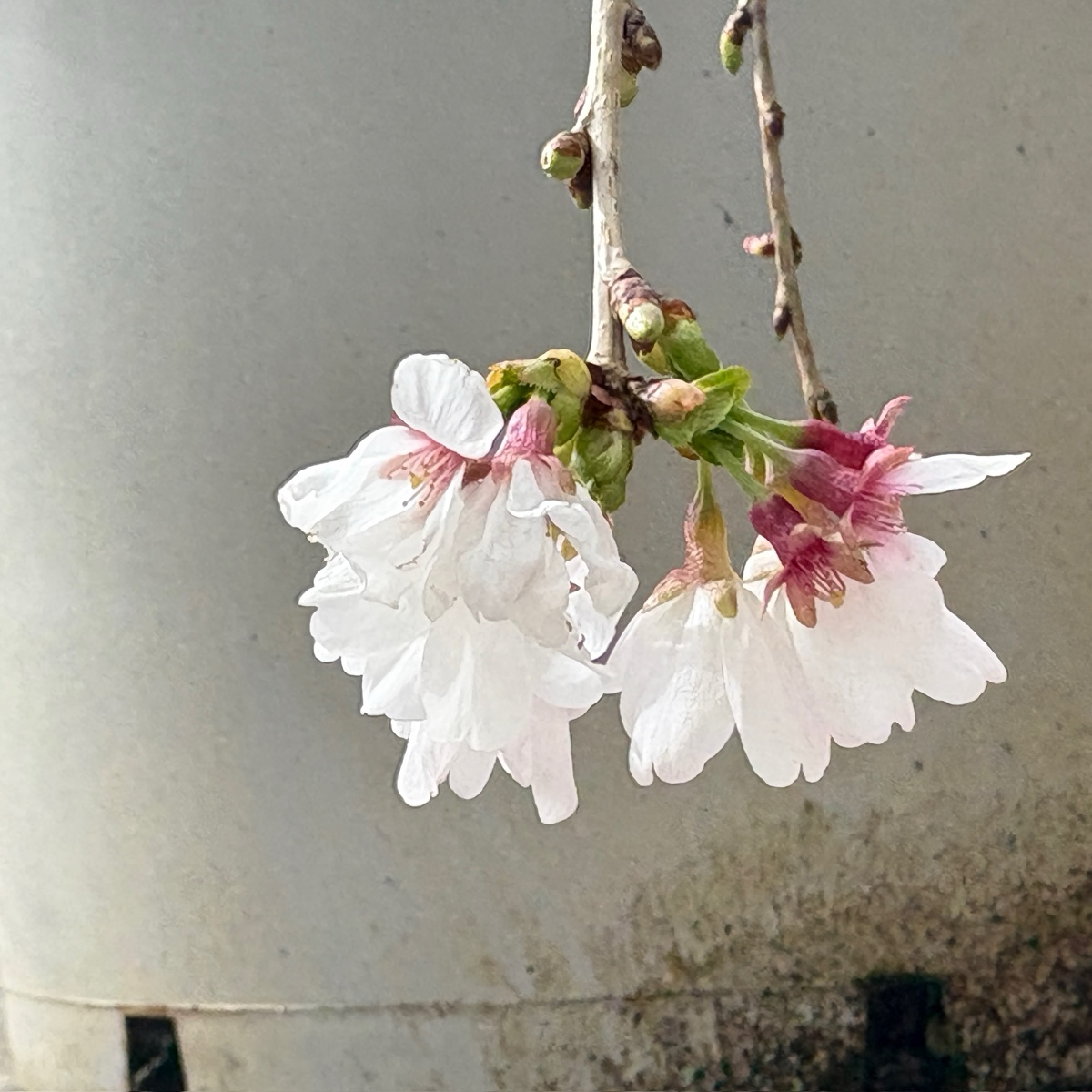 白花垂枝樱花 Snow Fountains Weeping Cherry