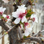 白花垂枝樱花 Snow Fountains Weeping Cherry