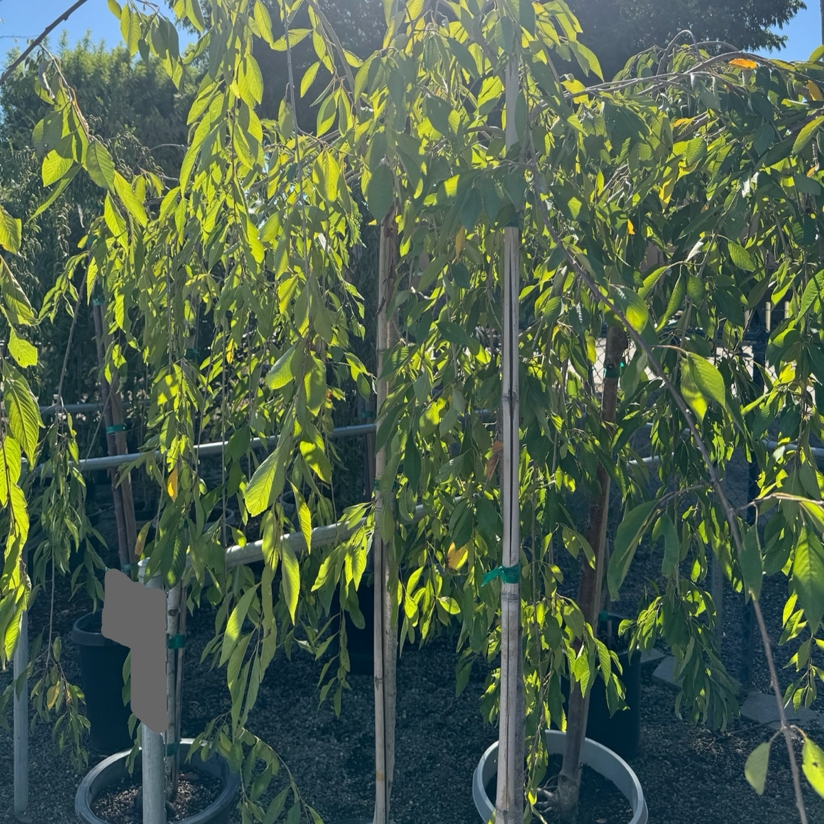 白花垂枝樱花 Snow Fountains Weeping Cherry