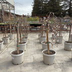 白花垂枝樱花 Snow Fountains Weeping Cherry