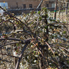 白花垂枝樱花 Snow Fountains Weeping Cherry
