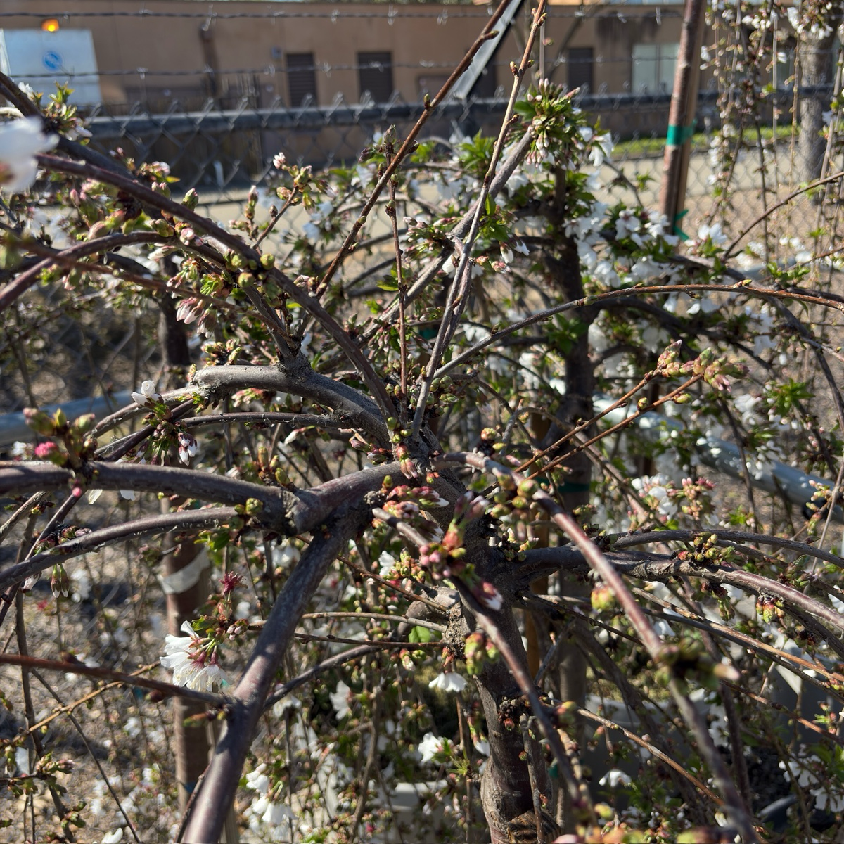 白花垂枝樱花 Snow Fountains Weeping Cherry