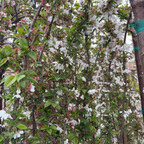 白花垂枝樱花 Snow Fountains Weeping Cherry