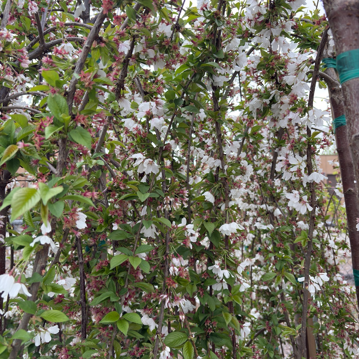 白花垂枝樱花 Snow Fountains Weeping Cherry