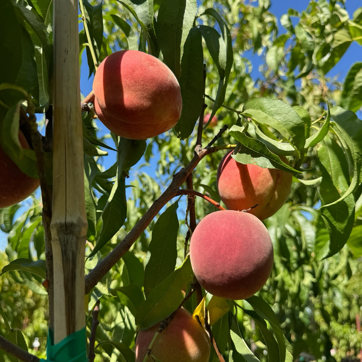 白桃-雪巨白桃 Snow Giant White Peach