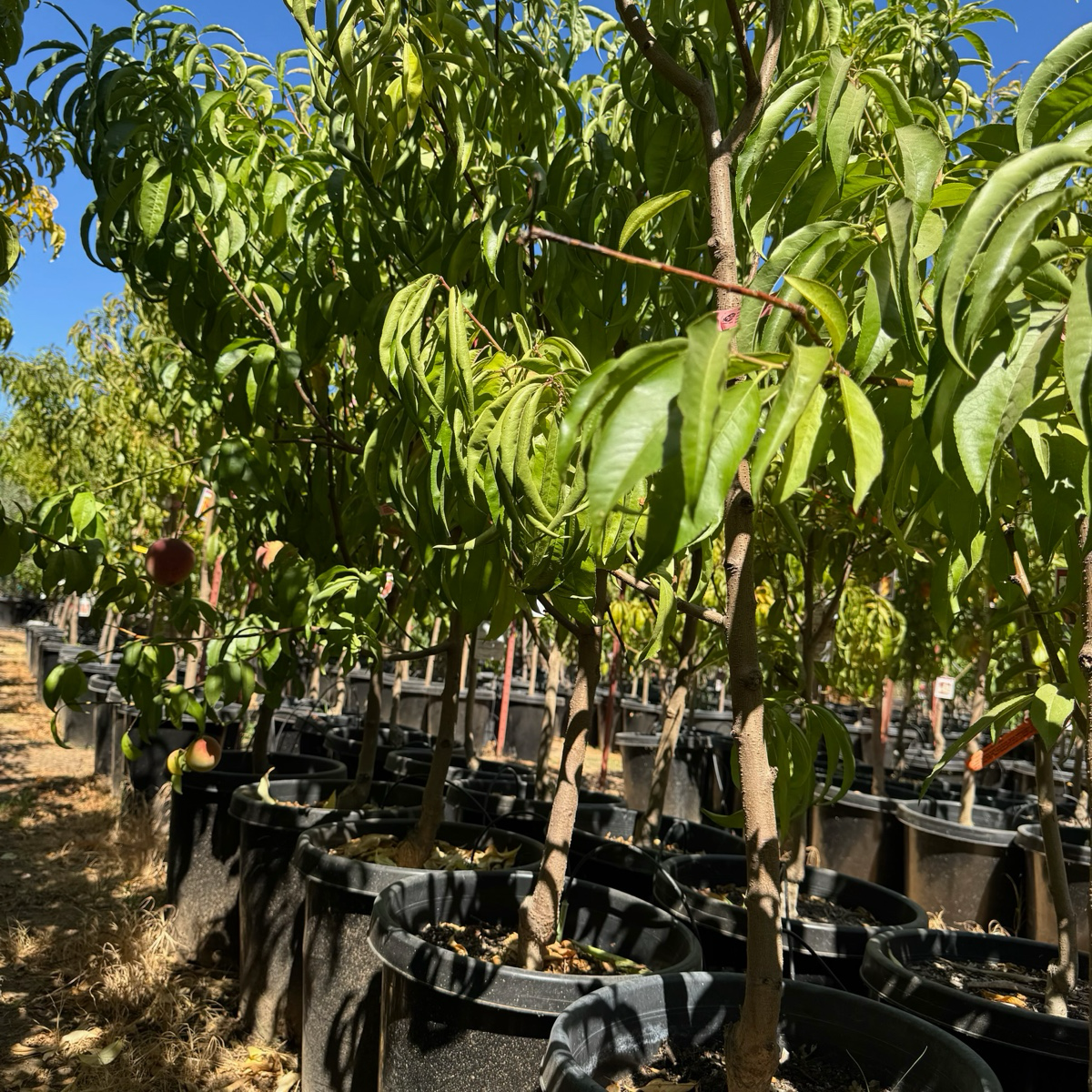 白桃-雪巨白桃 Snow Giant White Peach