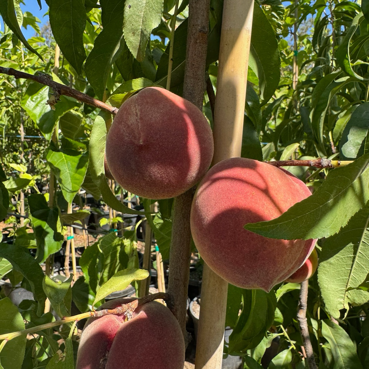 白桃-雪巨白桃 Snow Giant White Peach