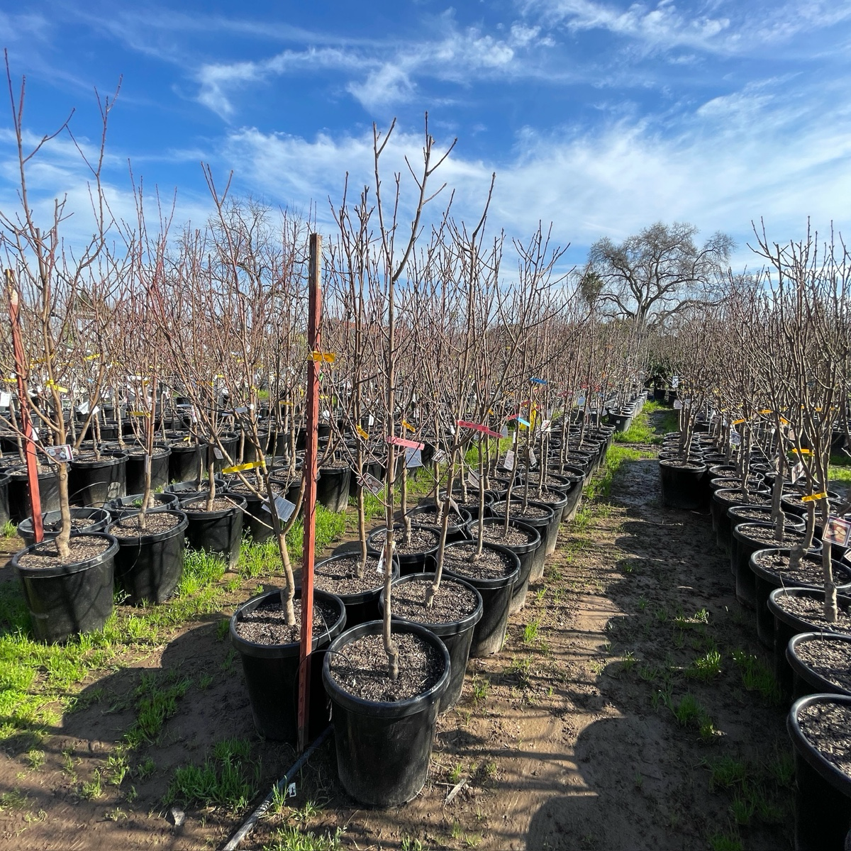 白桃-雪巨白桃 Snow Giant White Peach